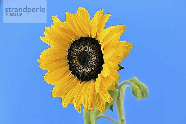 Yellow sunflower over blue background  symbol of Ukraine with copy space for your text