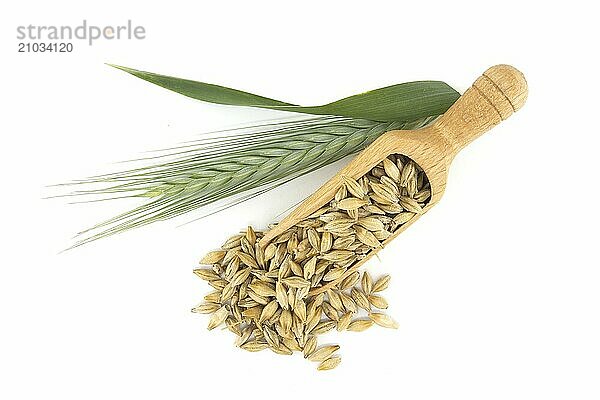 Barley grain seeds (Hordeum vulgare) spilling from wooden scoop near to barley ears over white background