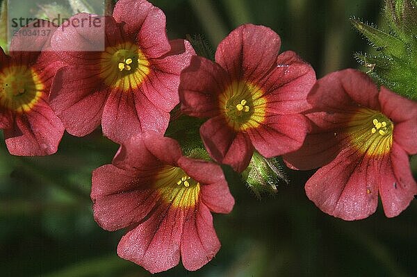 Row of pink wild flowers  Tamil Nadu  South India