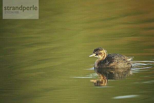 Little grebe (Tachybaptus ruficollis) young bird  Allgäu  Bavaria  Germany  Allgäu  Bavaria  Germany  Europe