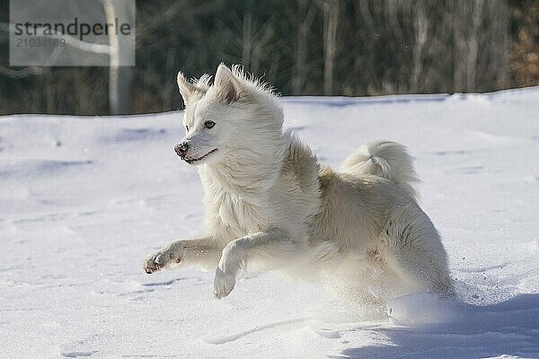 Icelandic dog in the snow