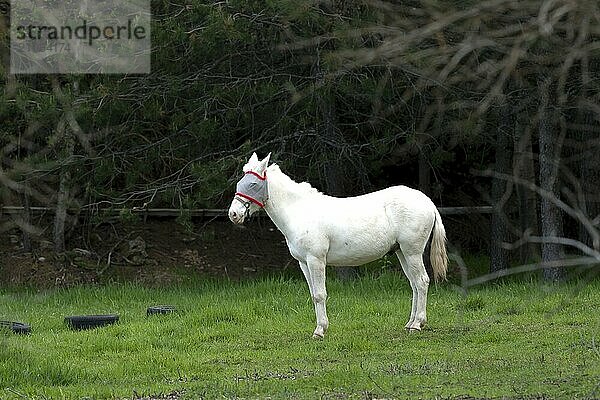 The side profile of a beautiful white horse in Hauser  Idaho