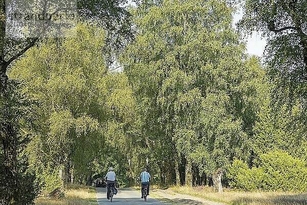 Trees  cyclist near Wilsede  Bispingen  Lüneburg Heath  Lower Saxony  Germany  Europe