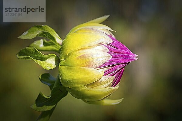 The closed head of a pink and white dalhia flower at Manito Park in Spokane  Washington