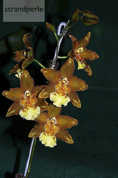 Large Oncidium orchids on black background