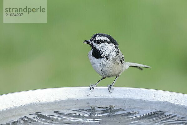 A cute mountain chickadee drinks from a bird bath in north Idaho