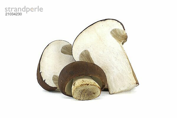 Pine bolete  Boletus pinophilus or pinewood king bolete isolated on white background  full depth of field