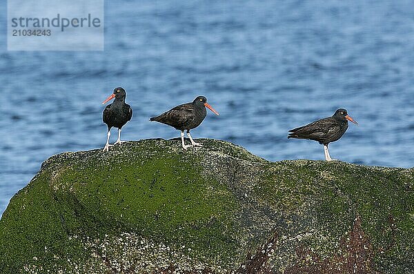 Three cliff oystercatchers sitting on a rock on the west coast of Canada