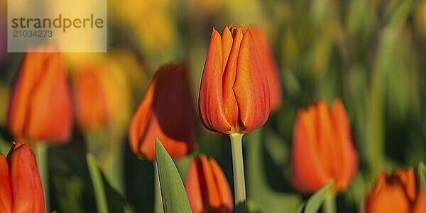 Every year  a colourful tulip exhibition takes place on the edge of the Swabian Alb