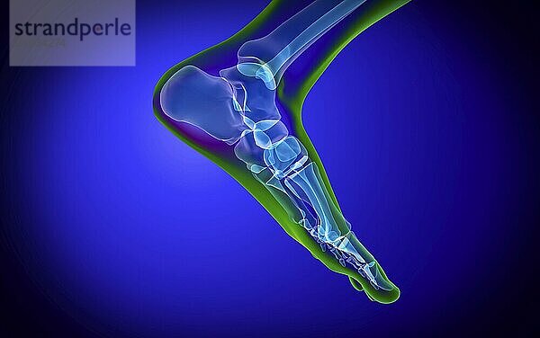 X-ray view of human foot