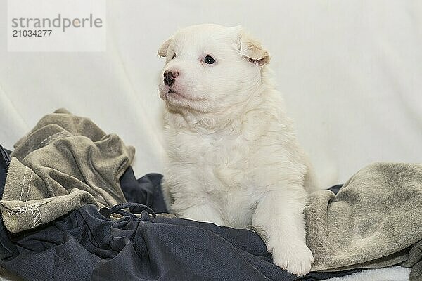 Island dog  puppy