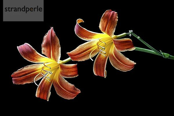 A fine art photo of two day lilies set against a black background