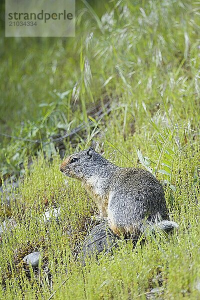 A columbian ground squirrel sits on a small rock near Athol  Idaho