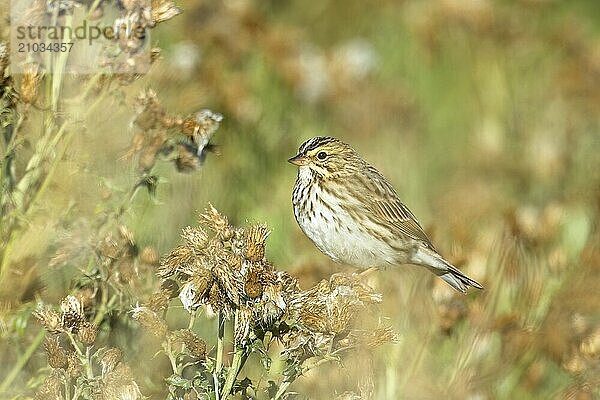 A cute song sparrrow is perched on a plant in heavy vegetaion near Liberty Lake  Washington