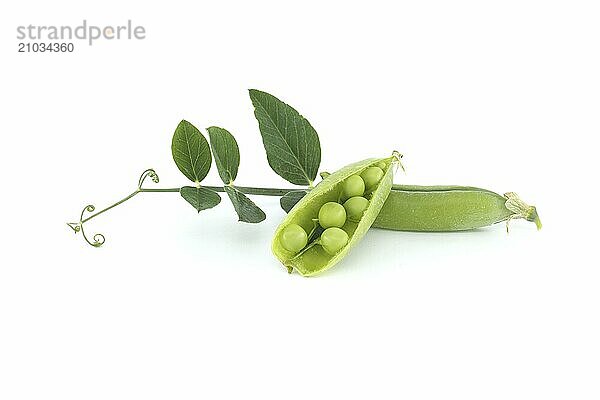 Fresh green peas  pea pods with green leaves and open pea pod in close up isolated on white background