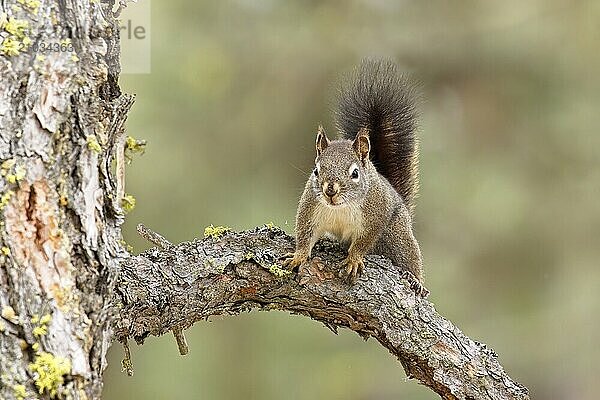 A cute little squirrel is perched on a branch of a pine tree near Spokane  Washington