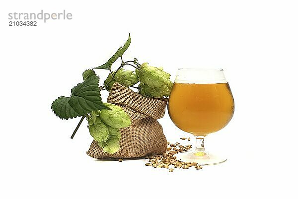 Elegant glass of chilled lager or draft with frothy head alongside sprig of green hops and barley over a white background