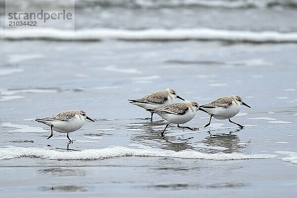 A flock of sanderlings run along the shore on Del Ray Beach just north of Seaside  Oregon