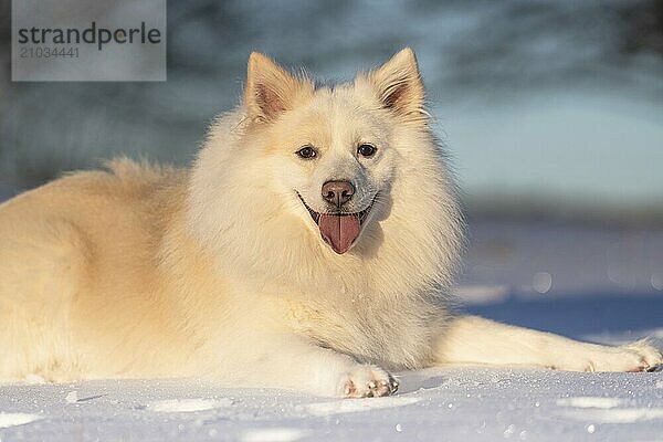 Icelandic dog in the snow