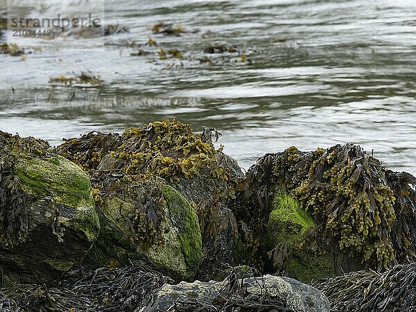 Bladderwrack at low tide on the Norwegian coast