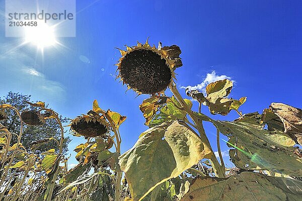 Romania  near Giurgiu in the south of the country  sunflowers ripe for the harvest  Europe