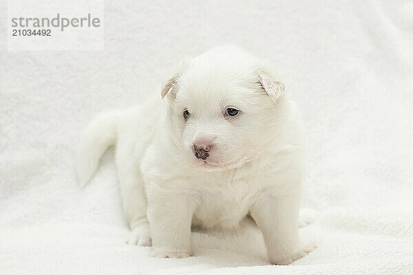 Island dog  puppy