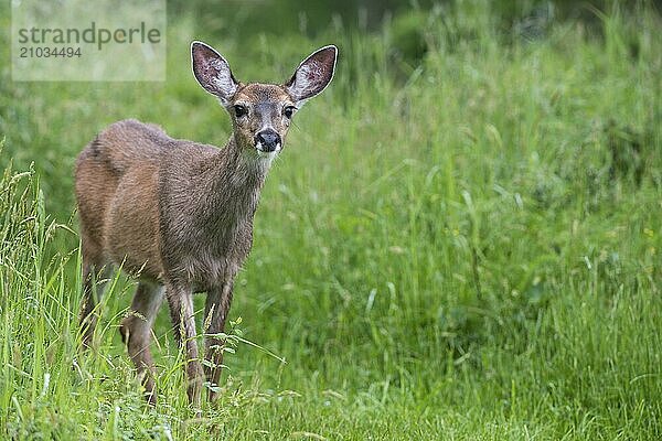 A black-tailed deer stands in the tall grass on the Canadian coast