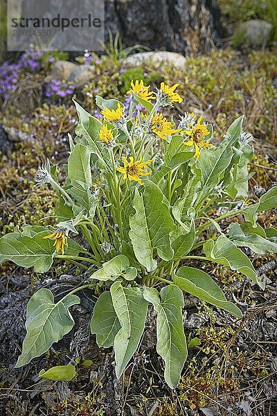 A group of arrowleaf balsamroot flowers on the ground in north Idaho