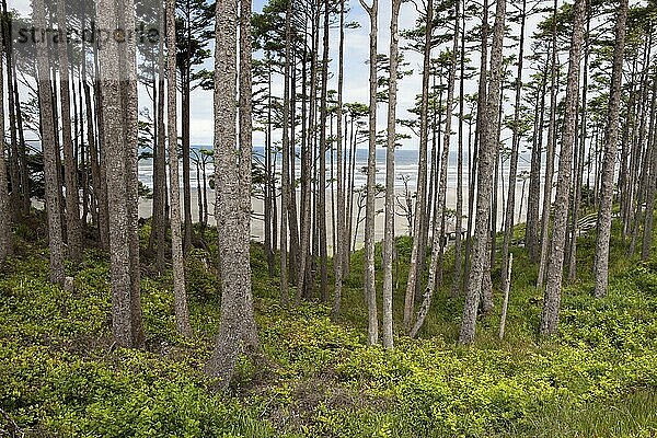 A grove of trees near Pacific Beach in Washington