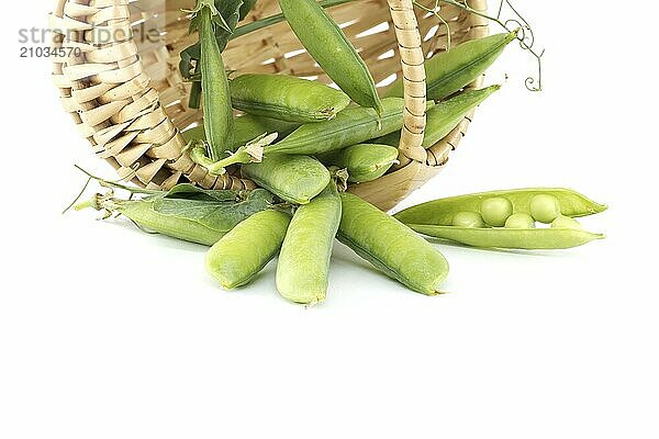 Fresh garden peas pods spilling out from basket isolated on a white background  sweet peas or English peas picked before full maturity