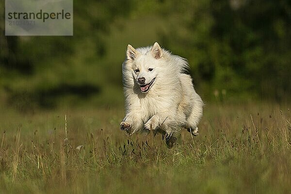 My flying fox