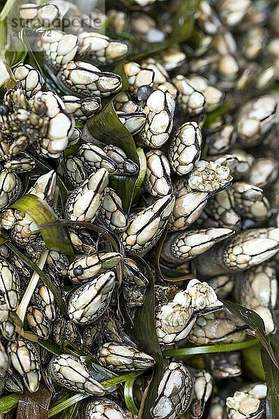 Barnacles  Chthamalus stellatus  on rocks on the north jetty in Ocean Shores  Washington