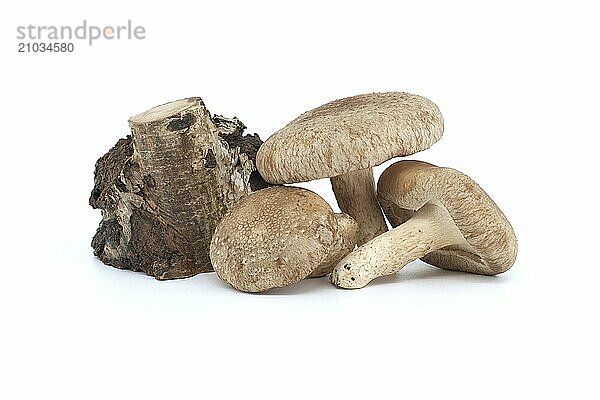 Shiitake mushrooms (Lentinula edodes) near birch stump isolated on white background. Medicinal herbs and fungi