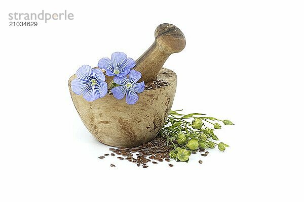 Vibrant blue flax flower is sitting on wooden mortar filled with small brown linseed near flax fruit round capsules isolated on white background