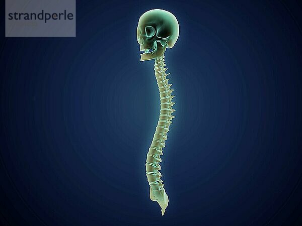 Conceptual image of human skull and spinal cord