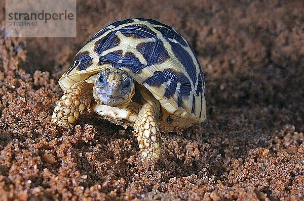 Indian Starred Tortoise  Geochelone elegans  Tamil Nadu  South India