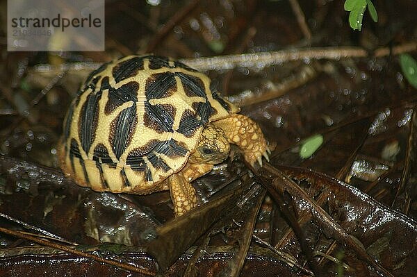 Indian Starred Tortoise  Geochelone elegans  Tamil Nadu  South India