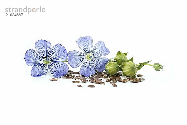 Vibrant blue common flax flower and seeds in close up isolated on white background