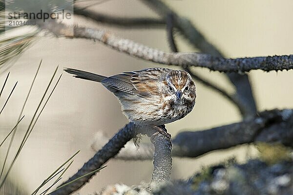 A cute little song sparrow is perched on a branch in the light near Coeur d'Alene  Idaho