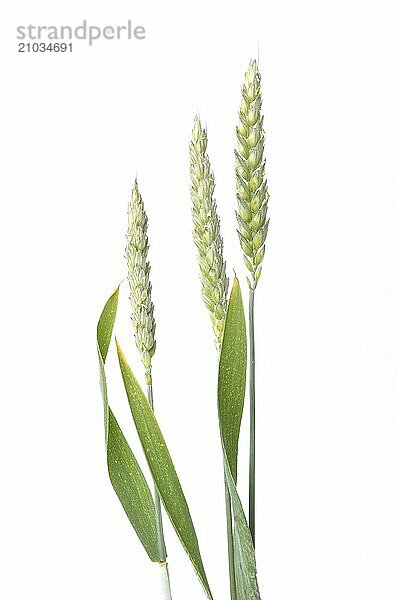 Wheat ears in bloom on a white background