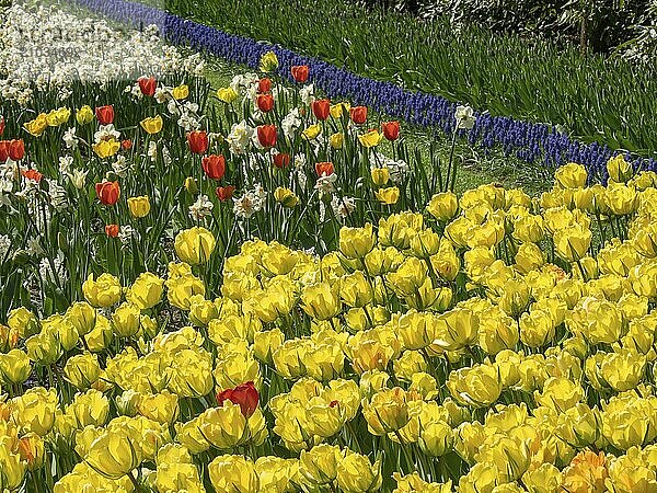 A bright sea of flowers of yellow tulips and red accents with a blue background  Amsterdam  Netherlands