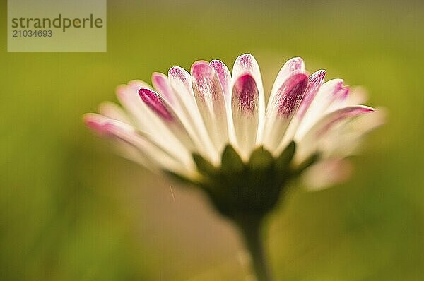 Daisy with lots of bokeh on a meadow. bright out of focus on the flower. Delicate colors in nature