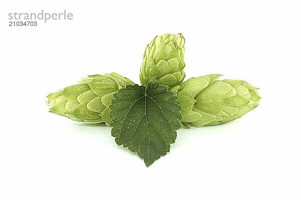 Fresh green hops cones in close up isolated on white background  full depth of field. Humulus lupulus seed cones  beer ingredients  herbal natural medicine