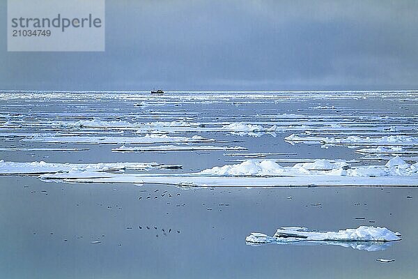 Ship traveling at the horizon at Arctic Ocean among melting ice floes in low light at a summer night  Svalbard