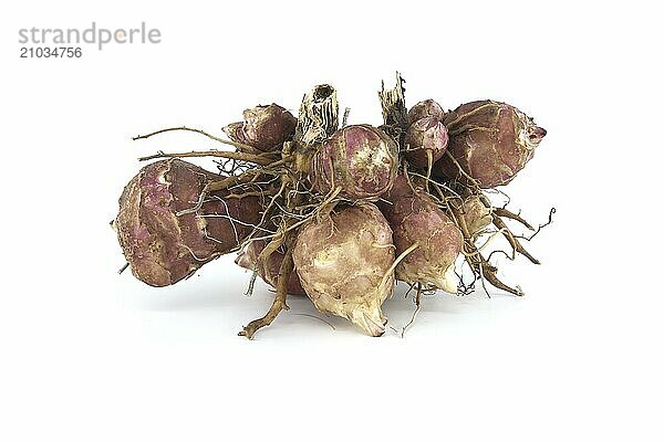 Jerusalem artichokes (Helianthus tuberosus) tubers with roots isolated on white background. Sunchoke  wild sunflower or topinambur