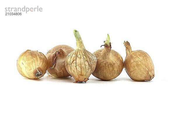 Onion seeds a few seedlings have leaf growth isolated on white background  young onion spring bulbs