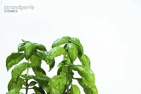 Close-up of a fresh basil plant (Ocimum basilicum) isolated on white background and copy space