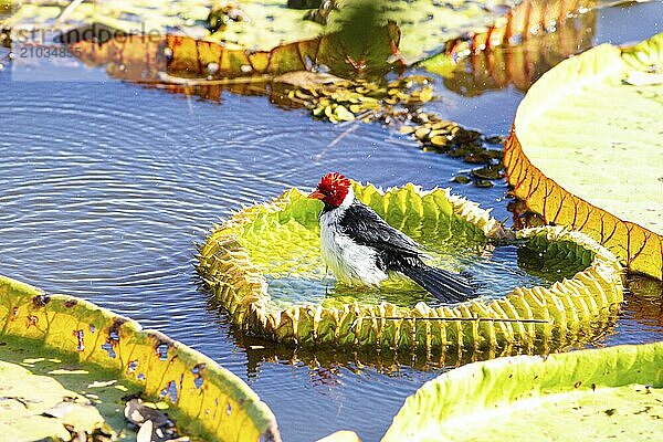 The red-capped cardinal (Paroaria gularis) Pantanal Brazil