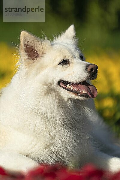 Icelandic dog  photographed in the flower beds of Stuttgart's Killesbergpark