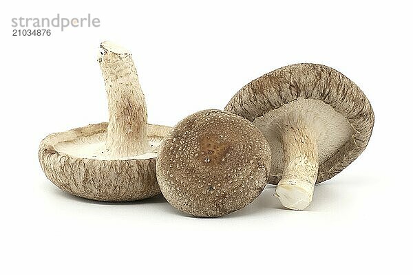 Shiitake mushrooms (Lentinula edodes) isolated on white background. Medicinal herbs and fungi